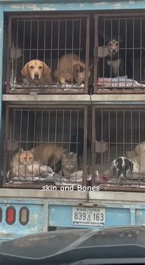 Why Are These Dogs Locked Up Like This?