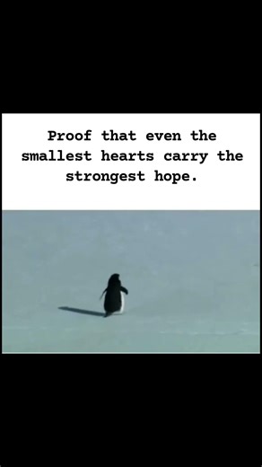 Depressed Penguin 😔🐧| Went viral after 15 years