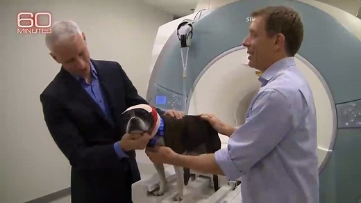 "I think what really summarizes the link between dog and human evolution is survival of the friendliest," said Brian Hare, an evolutionary biologist. Learn more about the connection between dogs and humans in this collection of 60 Minutes stories. From 2014, Anderson Cooper's report on Chaser, a dog that could seemingly identify the names of over a thousand different toys. And from November of last year, Cooper's story on how dogs may have evolved to be friendlier, and his look at how trial canc