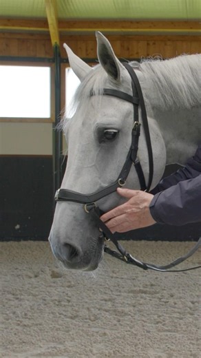 How to Use the Micklem Multi Bridle: Riding, Lunging & Bitless Explained