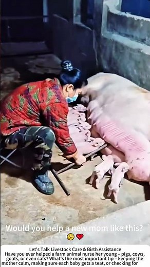 Helping a Sow Nurse – Gentle Roll for Hungry Piglets 🐖🍼