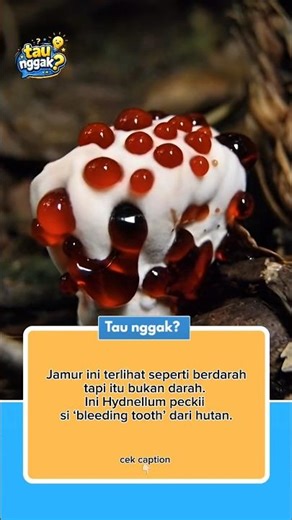 Hydnellum peckii dijuluki bleeding tooth fungus#faktaunik #HydnellumPeckii #BleedingTooth #JamurUnik