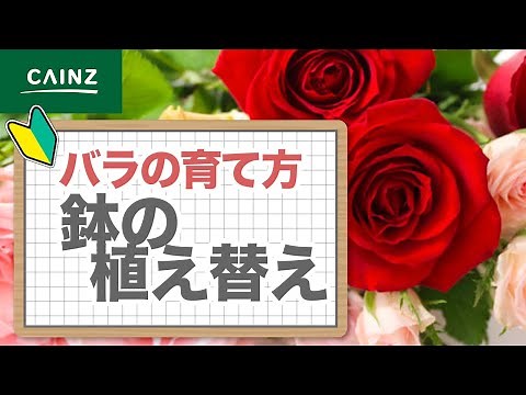 バラの育て方 ~鉢の植え替え編~