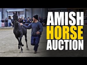 Tour a HUGE Amish Horse Auction!