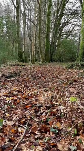 Most people talk about using positive reinforcement like it’s a training method. It isn’t. It’s a behavioural principle. When a behaviour is followed by something the dog values, and that behaviour increases, reinforcement has occurred. That’s science — not opinion, not style, not a trend. Good training isn’t about forcing compliance. It’s about arranging the environment so the behaviours you want become the dog’s best choice. Steadiness, recall, calmness, focus — these aren’t forced. They’re bu