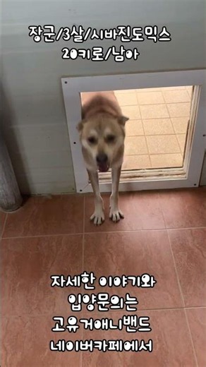 #장군 #고유거애니밴드 #adoptme #rescuedog #가족이되주세요