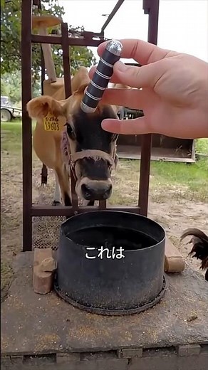 Cows eat magnets!? The surprising reason
