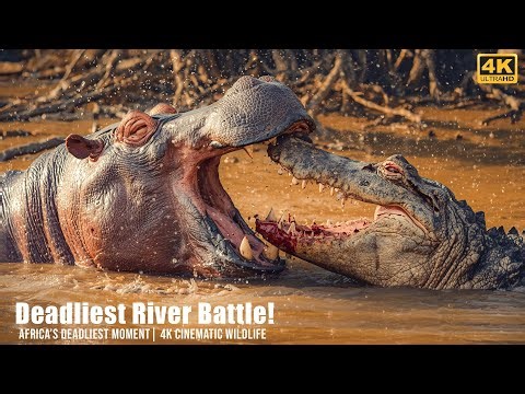 Hippo vs Crocodile | The Deadliest River Battle Ever Filmed – Real Wild Attack 4K
