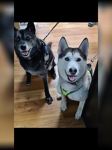 Sad news for all, we heard yesterday that our daycare pal Jake had passed on. Our thoughts are with his family. Jake had retired from daycare a few years ago but we still saw him regularly for grooming. Rest in peace Jake xxx | Positive Dog Training