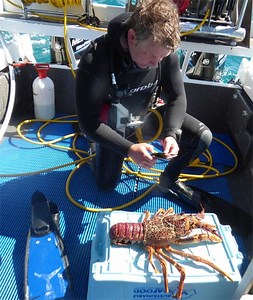 How To Catch Crayfish - The Scuba Doctor