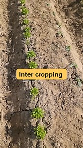 Inter cropping best example #agriculturechaupal #intercropping | Agriculture chaupal