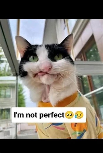 Understanding Emotional Cats and Their Expressions