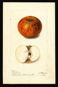 Beautiful Early-20th-Century Watercolors of Apple Varieties You Don’t See Much Anymore