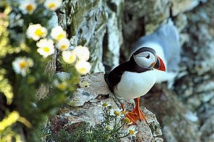 Bempton Cliffs Walk with OS Map Route
