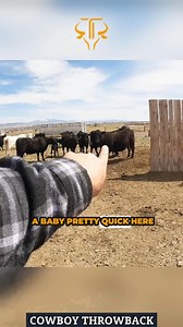 Heifer vs. Cow: What's the Big Difference? #heifer #cow #educational #interesting #ranching #trending #beefcattle #cattlegender #ranching101 #ranchknowledge #viral #cattle #cattleraising #facebookreelsviral #trinityvandenacre #montanaranch | Life in the West