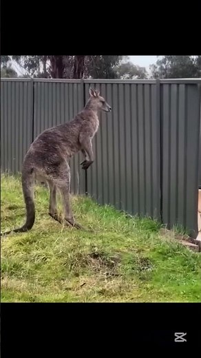 Cow farting loud😂😂 And more funny animal videos #animals #funny #shorts