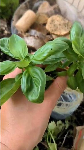 tuto potager : bouturer du basilic #activitemanuelle #potager #permaculture #eveilnature #ief