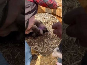 How to notch ears and castrate Kunekune pigs