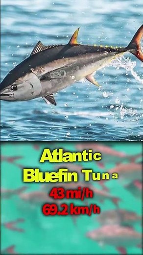 Fastest Marine Animals In The World