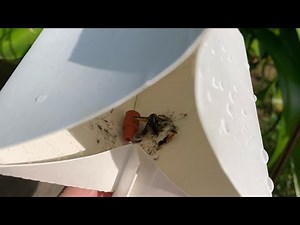 Squash Borer Traps - THEY WORK!