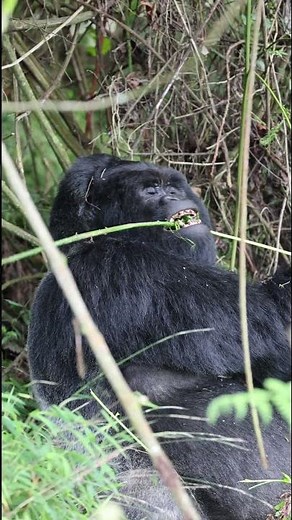Epic Slow Motion Gorilla Silverback Strips Branches Showing Teeth 🦍🔥 | Mountain Gorillas Uganda