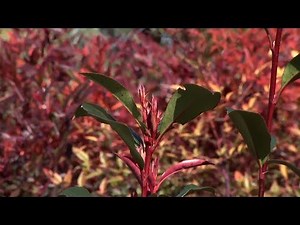 Photinia fraserii red robin: características y cuidados - Decogarden - @Jardinatis