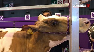 Salon de l'agriculture : visite de l'institut de beauté des vaches