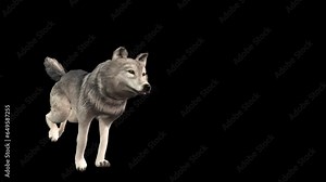 A grey wolf running on black background with alpha channel included at the end of the video, 3D animation, perspective view, animated animals, seamless loop animation