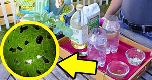 Homemade Natural Insecticides Ideas For Vegetable Gardens (2023)