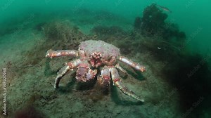 Giant king crab underwater on seabed Barents Sea in Russia. Diving in cold water on background of blue lagoon. Relax video about marine animals in world of wildlife.
