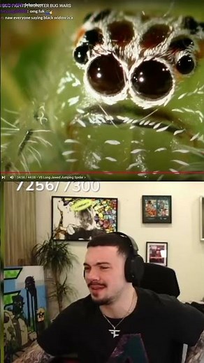 Green Jumping Spider: Supermodel or Overrated? You Decide!