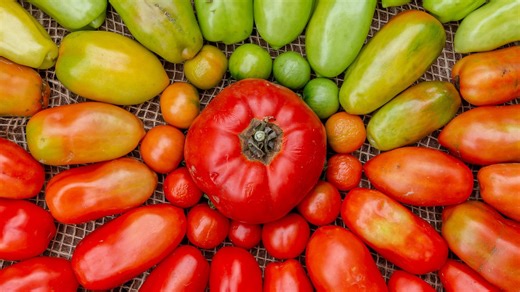 Can You Taste the Difference? The War Between Organic and Processed Foods