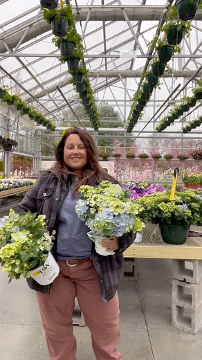 🚨 NEW PLANT INTRODUCTION 🚨 Introducing the Fairytrail Hydrangea! Blue is the 'fresco' and the white is the 'bride'. Both of these selections are grown right here at @sambridgenursery What makes them special? Not only are they a reblooming hydrangea, but they also trail! Available in 1g pots and 10" hanging baskets. We'd love to hear what you think! #sambridge #plantnursery #locallygrown #ctgrown #provenwinners #fairytrail #hydrangeas #gardening #containergarden #greenwichct #connecticut #fairf
