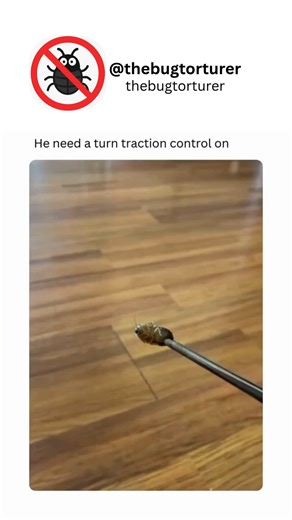 TheBugTorturer on Instagram: "In extreme cases, bug torture can be disturbingly creative, with perpetrators devising elaborate methods to prolong the insect’s distress. Examples include slowly pulling off wings or legs, placing them near predators while preventing escape, or using harmful chemicals to burn or corrode their exoskeletons. Such behavior not only raises ethical concerns but also reflects a disregard for life in any form. While insects are often considered pests, their role in ecosys