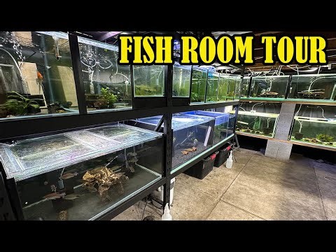 Full Fish Room Tour (Every Single Fish Tank)
