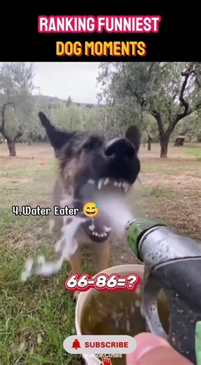 Ranking Funniest Dog Moments #viral #funny #dog