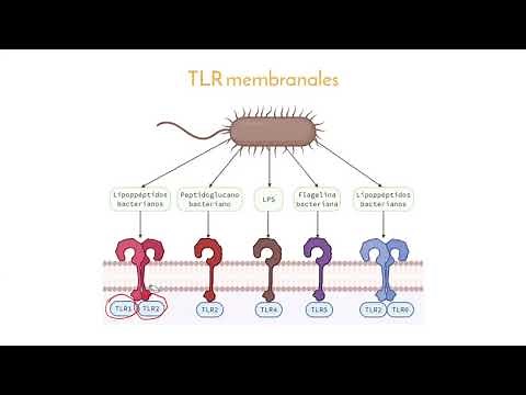 Receptores tipo Toll (TLR)