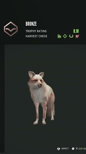 Albino Male Red Fox in theHunter: Call of the Wild!