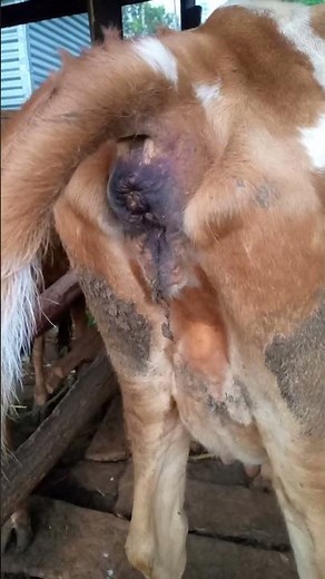 Cow Pooping video #cow #poop #cowmanure #animals #pooptroop #cowpoop #farming #pooping #cowwaste