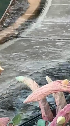 ディズニー癒しの映像 スプラッシュマウンテン！東京ディズニーリゾート 東京ディズニーランド Splash Mountain. Tokyo Disneyland. Tokyo Disney Resort