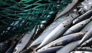 FISKEBÅT OPEN LETTER TO THE NE ATLANTIC MACKEREL COMMUNITY