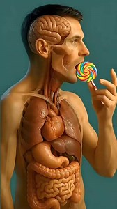37K views · 158 reactions | what happens while you eating  candy inside your body 濫殺 #anatomy #HealthAwareness #LearnOn #HealthyHabits #HealthEducation | Human Facts | Facebook