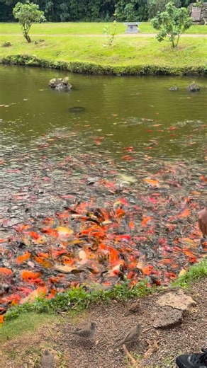 Drone Videography Oahu on Instagram: "Where the colors swim and the birds swoop 🌺🐟🕊️ Feeding time at a koi pond feels like pure island magic. #HonoluluHawaii #KoiPondVibes #IslandMagic #NatureTherapy #ParadiseMoments"