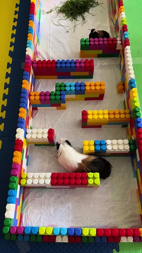 GUINEA PIG OLYMPICS #guineapigolympics #ginepigtürkiye #guineapigsoftiktok #морськісвинки #guineapigbaby #guineapigs #морскиесвинки #guineapigeating #guineapig #guineapigmom #funnyguineapig #cuteguineapig #guineapigsqueak #guineapiglove #ginepig