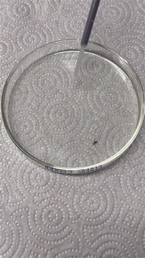 Tommy Technetium on Instagram: "This liquid metal looks straight out of Terminator 2. 🤖 It’s called Galinstan, and a drop of sodium hydroxide can make it shapeshift — from sticky and solid-like to smooth and flowing. Chemistry makes movie magic real! ✨ #Galinstan #LiquidMetal #T1000 #ShapeShiftingMetal #ScienceDemo #ChemistryExperiment #CoolScience #ScienceFacts #ScienceVideo #MaterialScience #STEM #ScienceTeacher #ChemicalReaction #ScienceIsCool #ScienceEducation #ChemistryMagic #SciComm #Scie