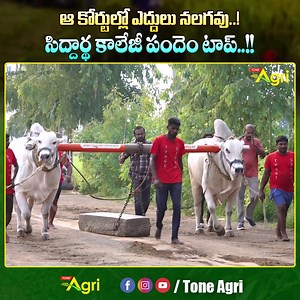 115K views · 3K reactions | Gannavaram Ongole Bulls Race Winning...