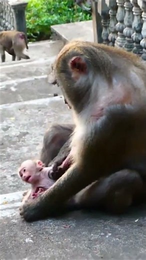 The mother monkey is guiding and encouraging her baby to learn to walk | Monkey Documentary