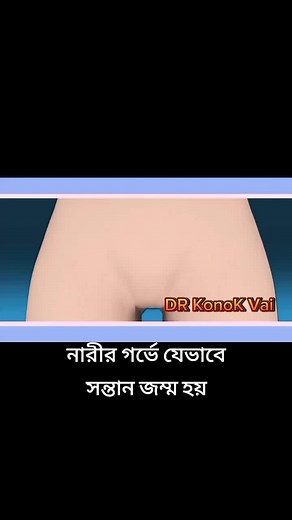 Understanding the Female Reproductive System Anatomy