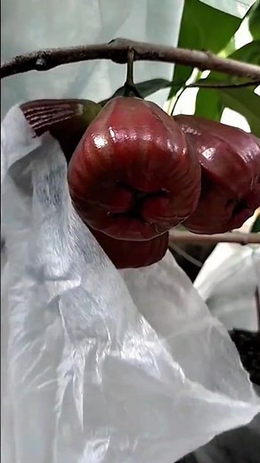 Harvesting perfectly ripe water apples on the tree #waterapple #fruits