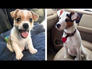 😍 Cute & Funny Jack Russell Puppies Videos That Are IMPOSSIBLE Not To Aww At 🐶 | Cute Puppies